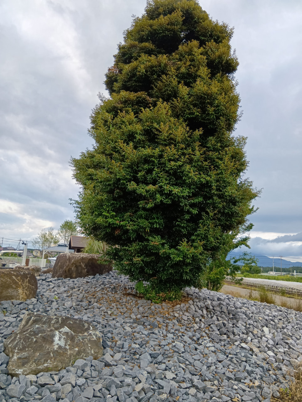 会社　植栽