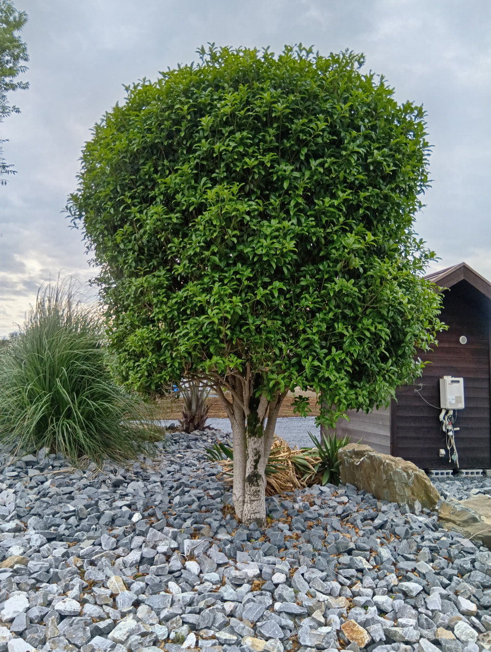 会社　植栽
