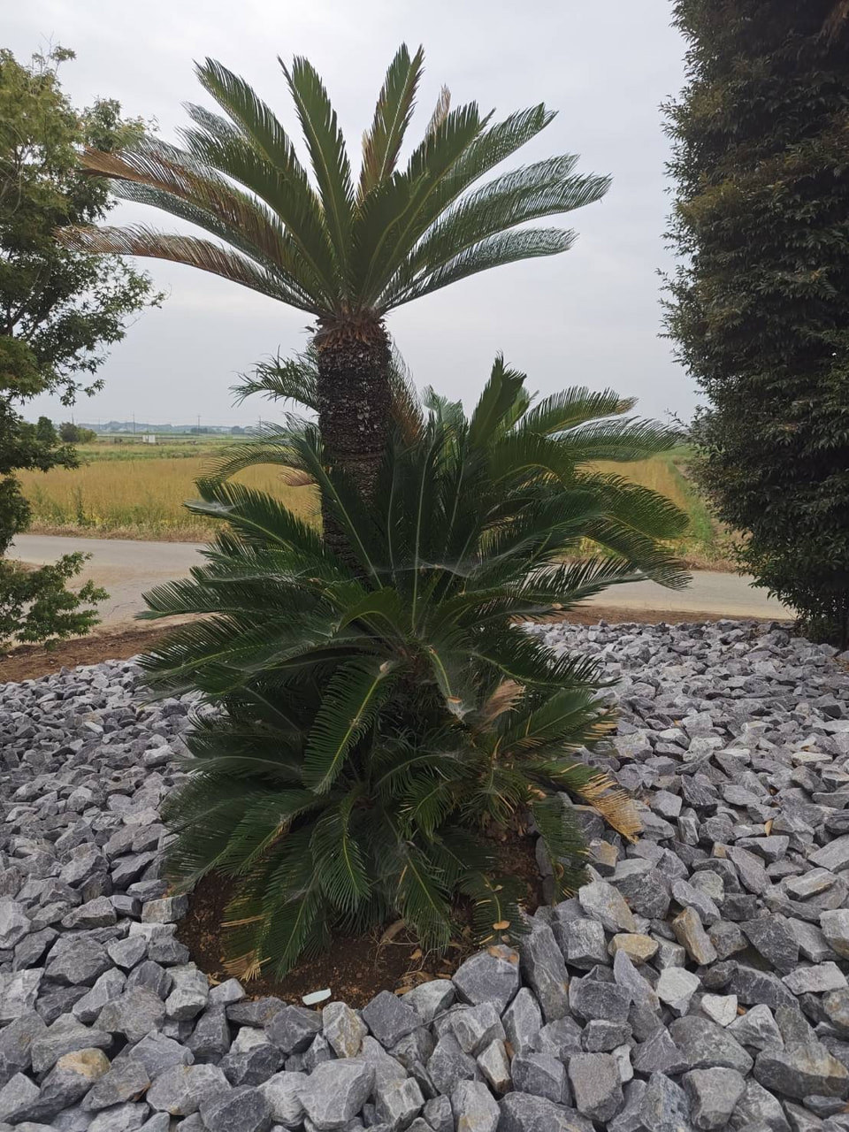 自社　植栽